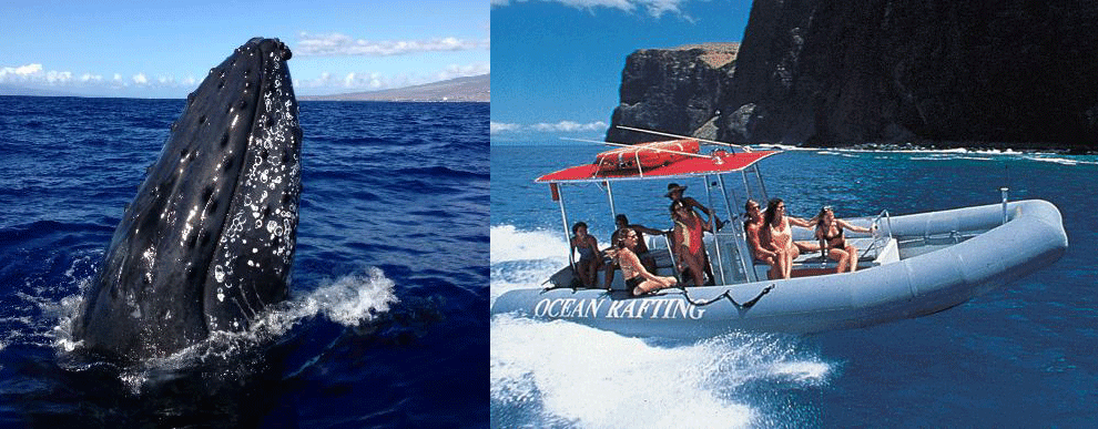  Maui Activities - Maui Whale Watching Rafting Tour 