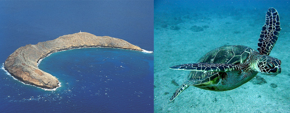 Maui Activities Molokini Turtle Arches Eco Adventure