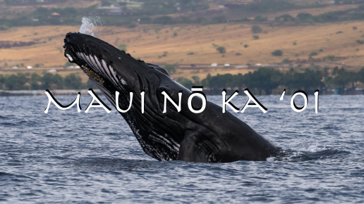 Whale, Whale Watching, Maui, Kohala